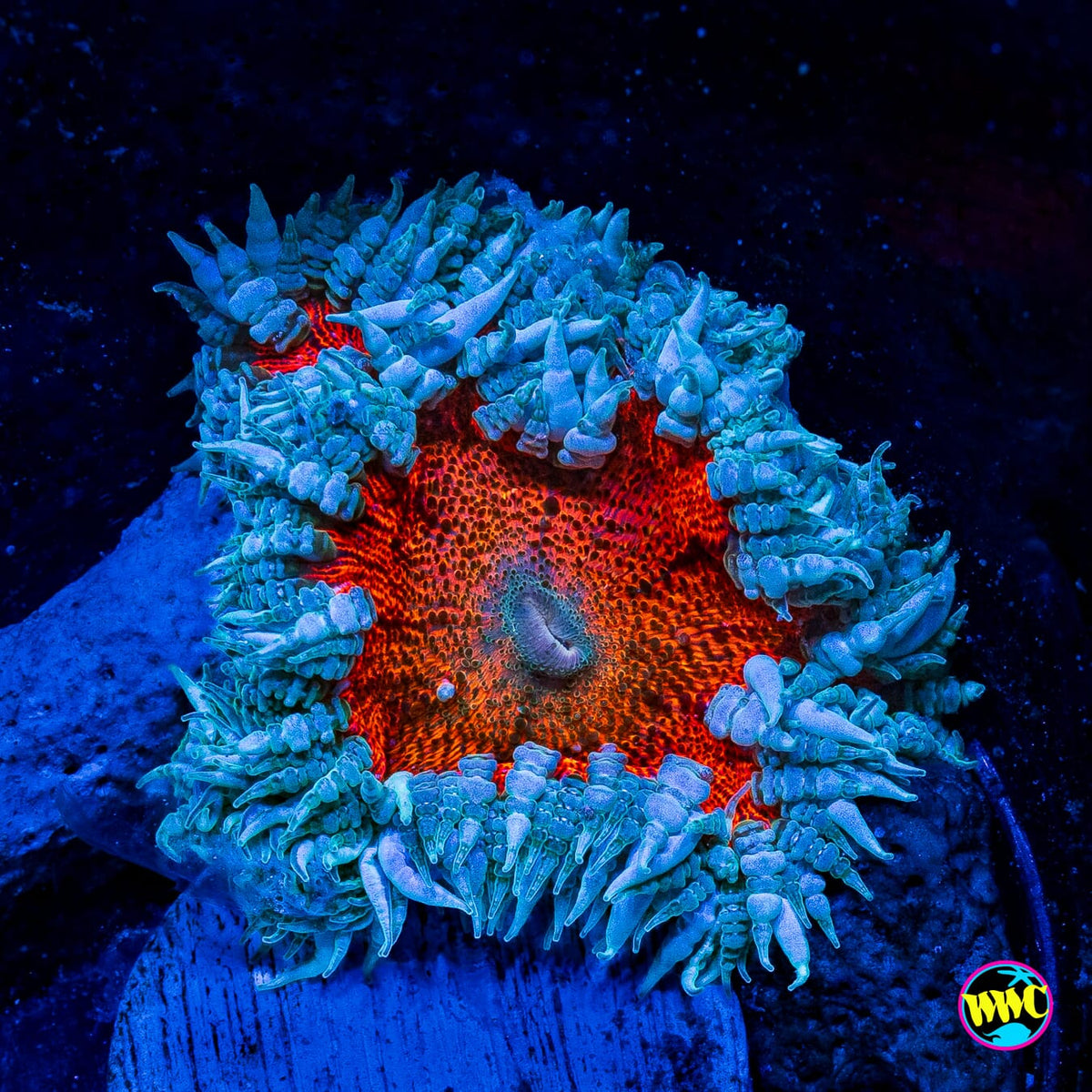 Fire and Ice Flower Anemone
