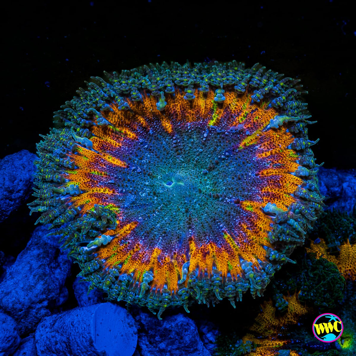 Galactic Inferno Flower Anemone
