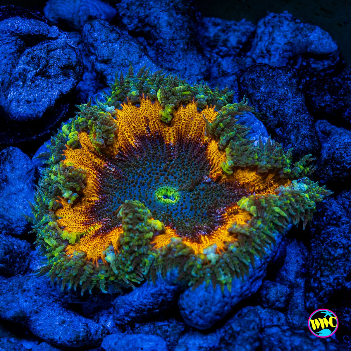 Mango Madness Flower Anemone