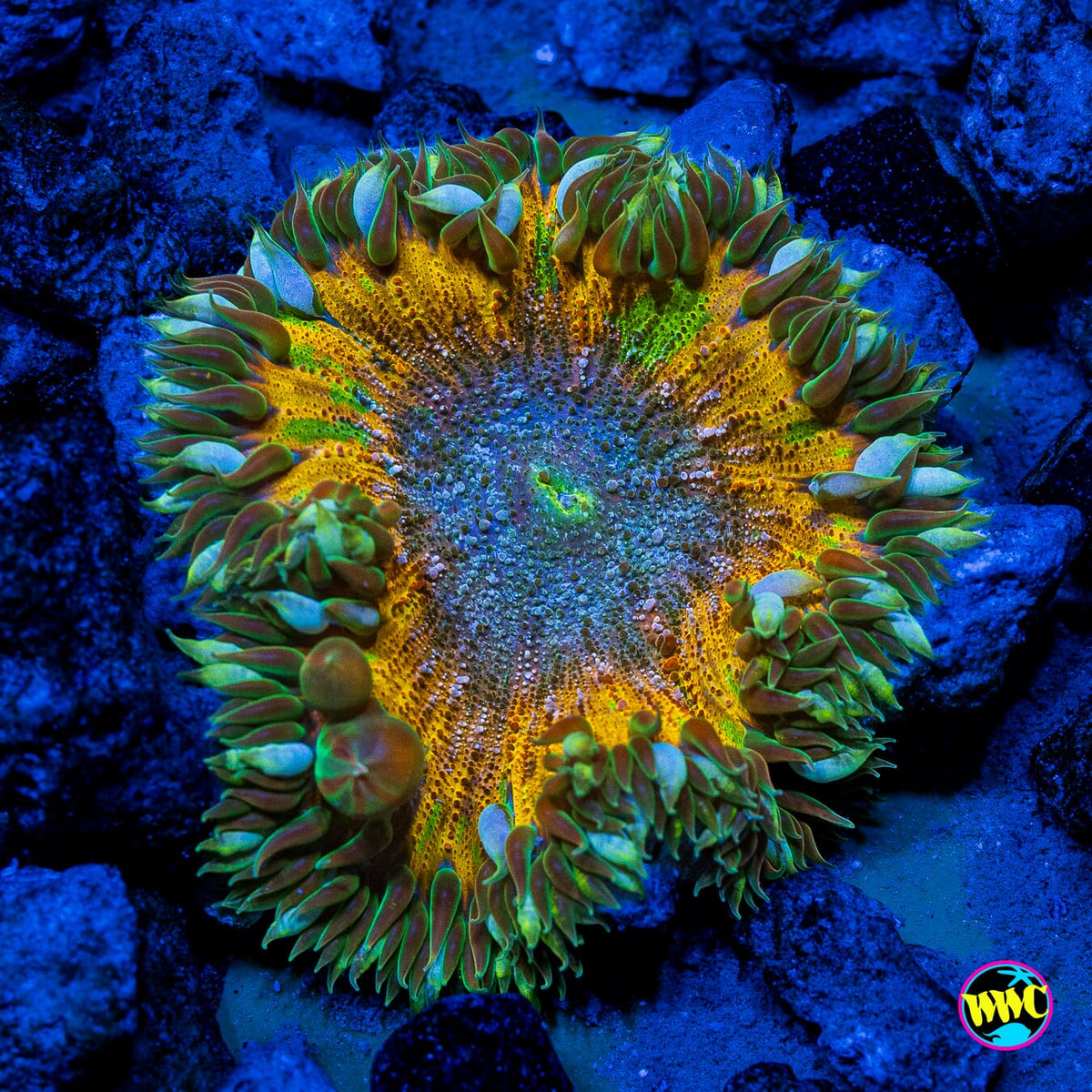 Tangerine Tree Flower Anemone