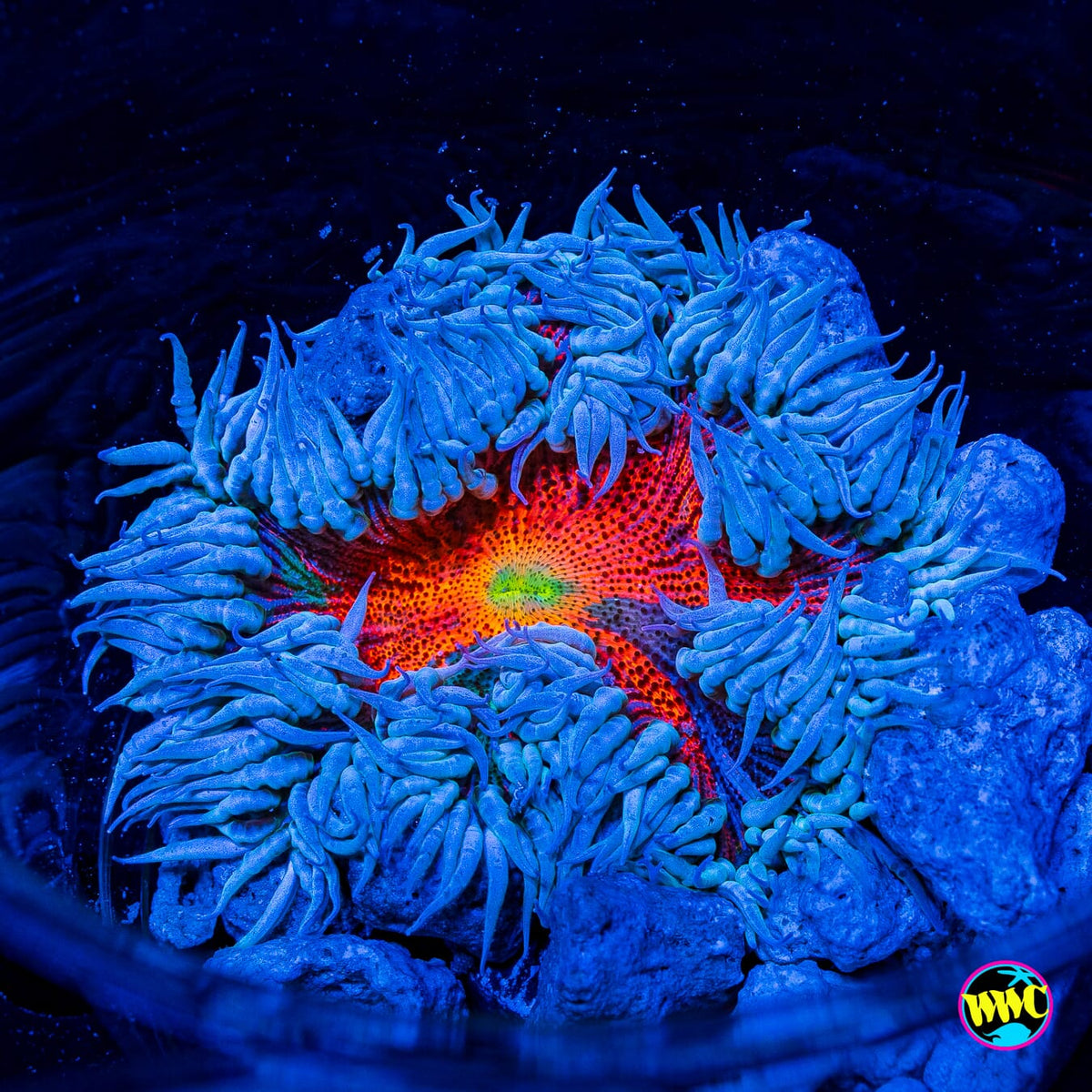 Arkenstone Flower Anemone