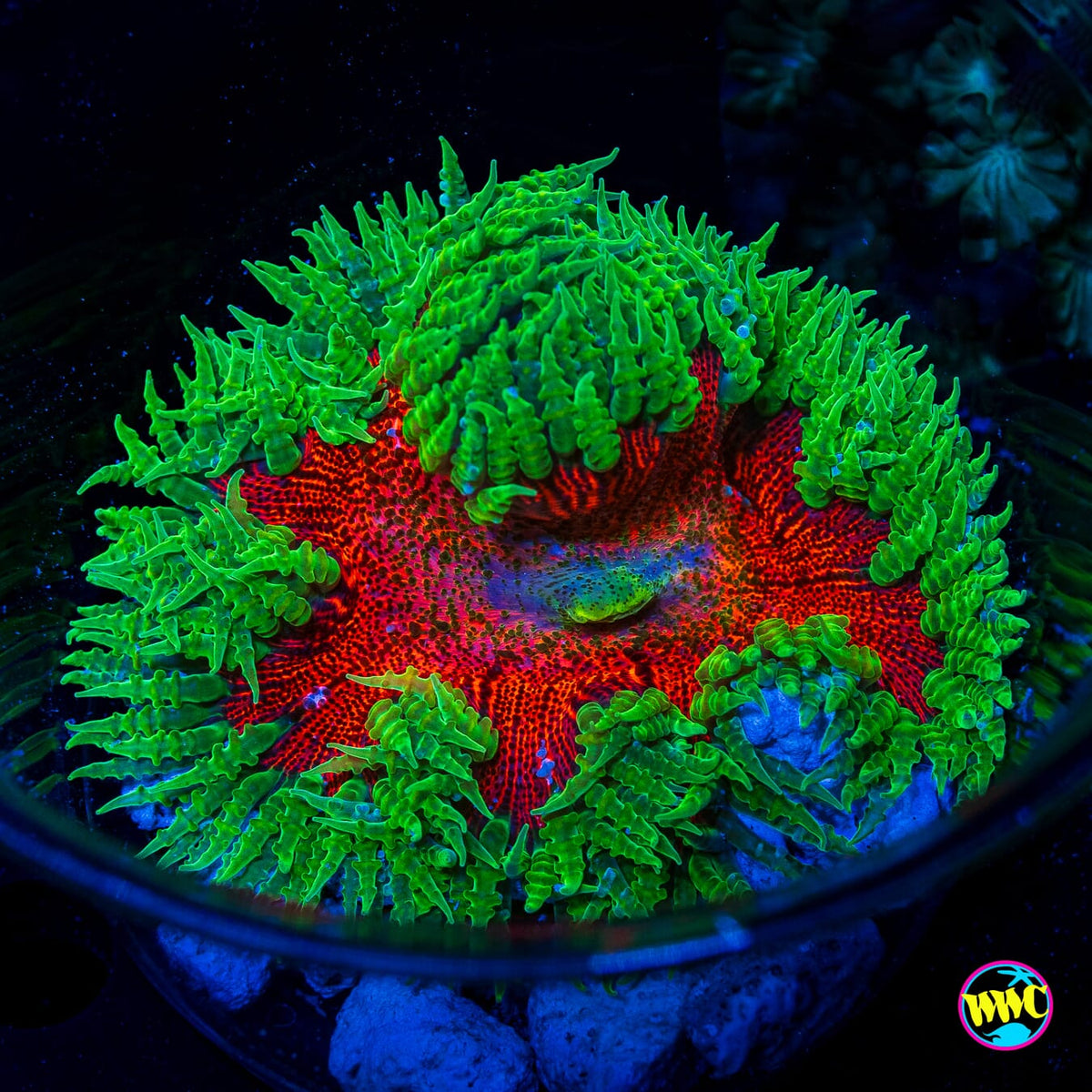Brimstone Flower Anemone