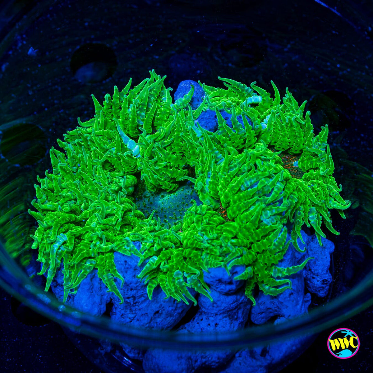 Sour Sucker Flower Anemone