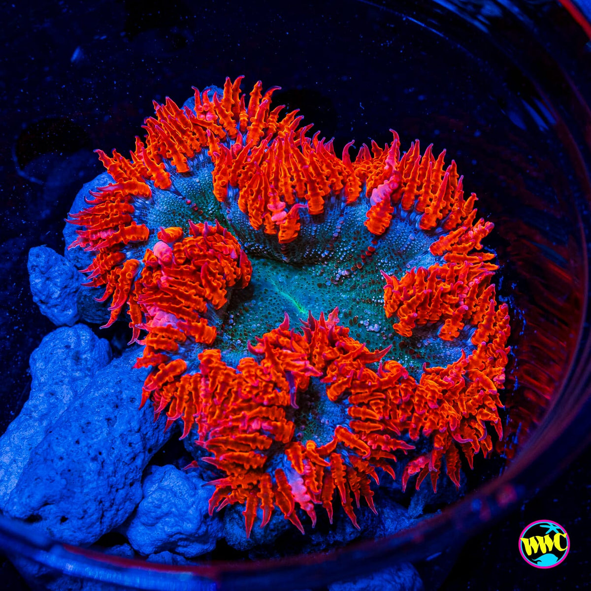 Firebreather Flower Anemone