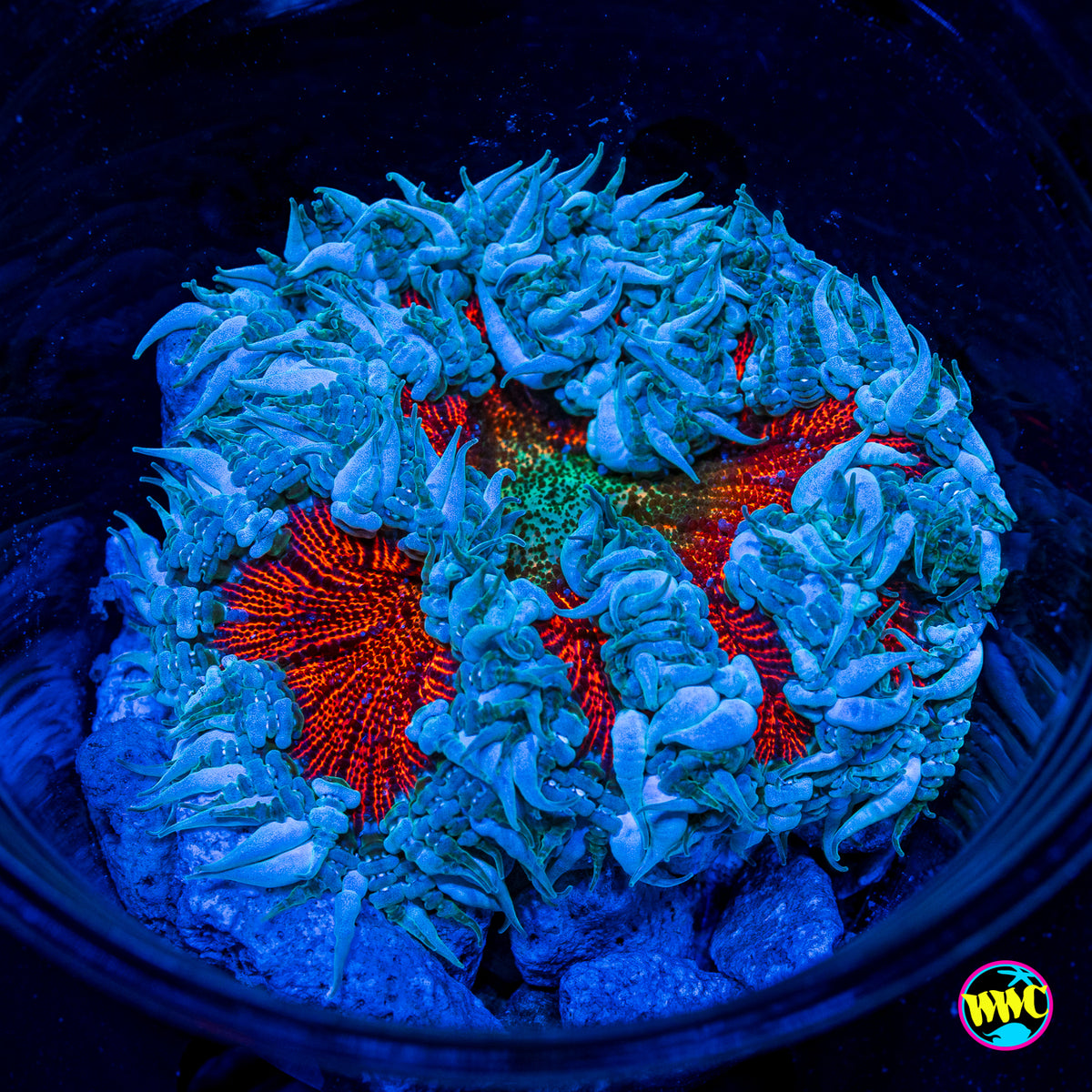 Frozen Strawberry Flower Anemone
