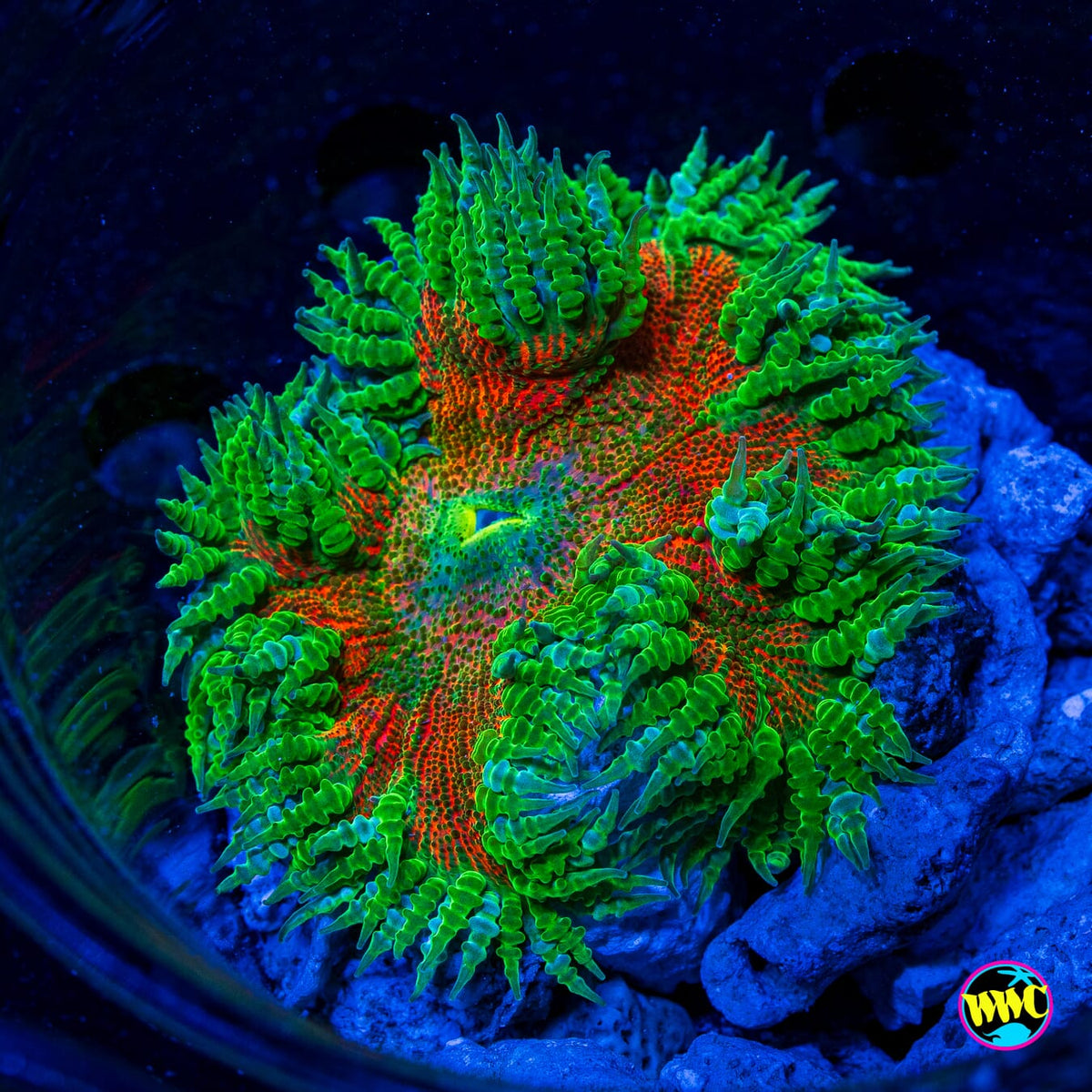 Nuclear Jungle Flower Anemone