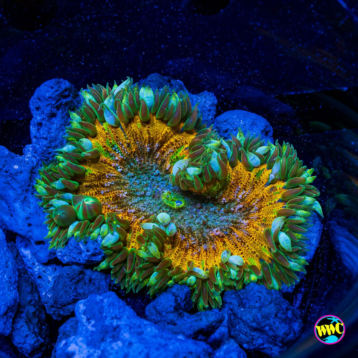 Lemon Squeezey Flower Anemone