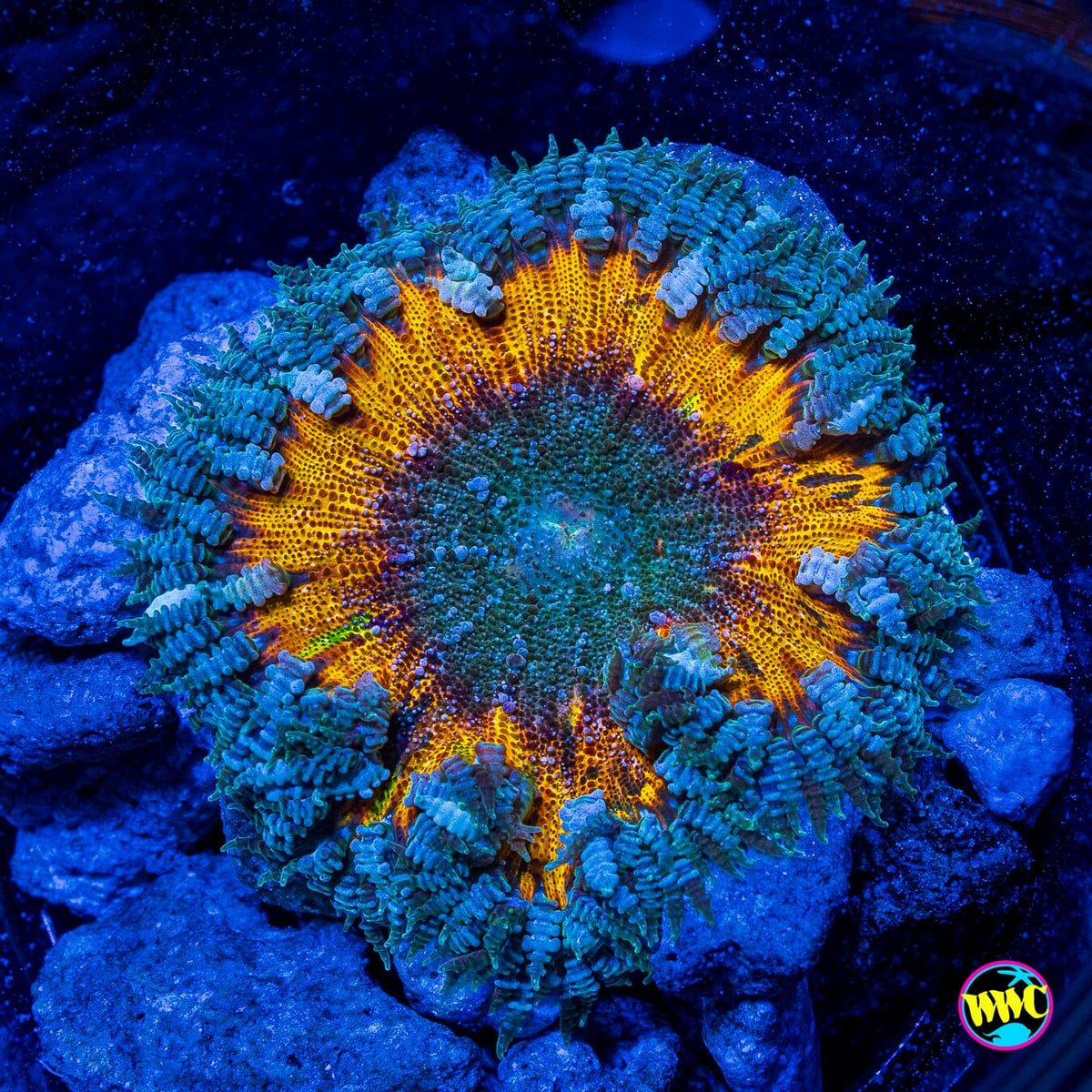 Nova Blast Flower Anemone