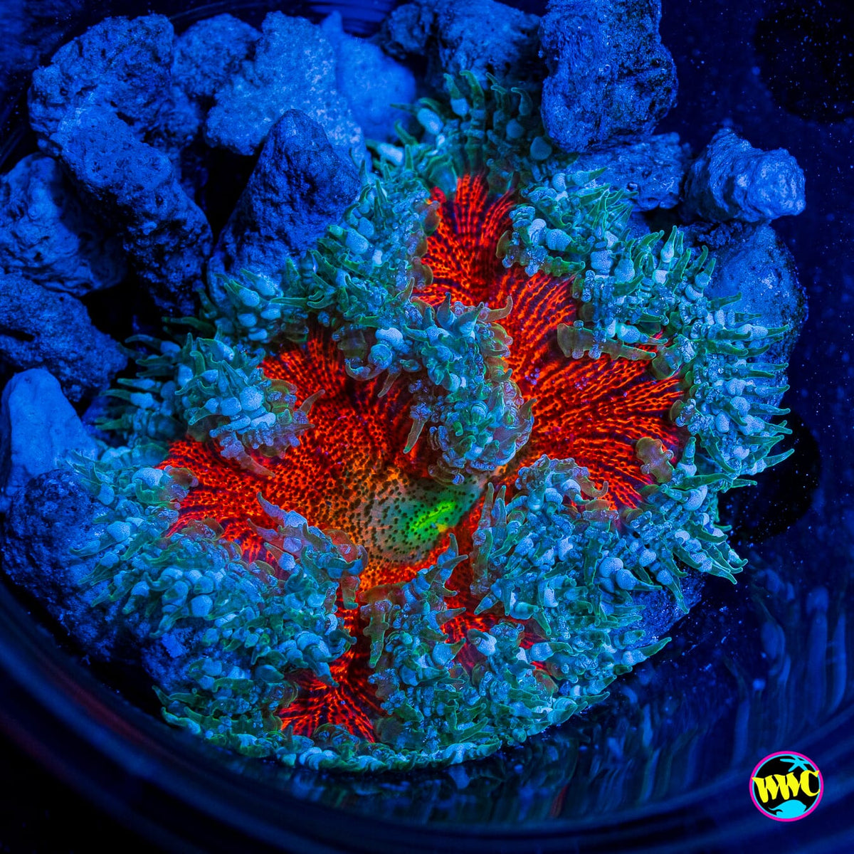 Lava Bomb Flower Anemone