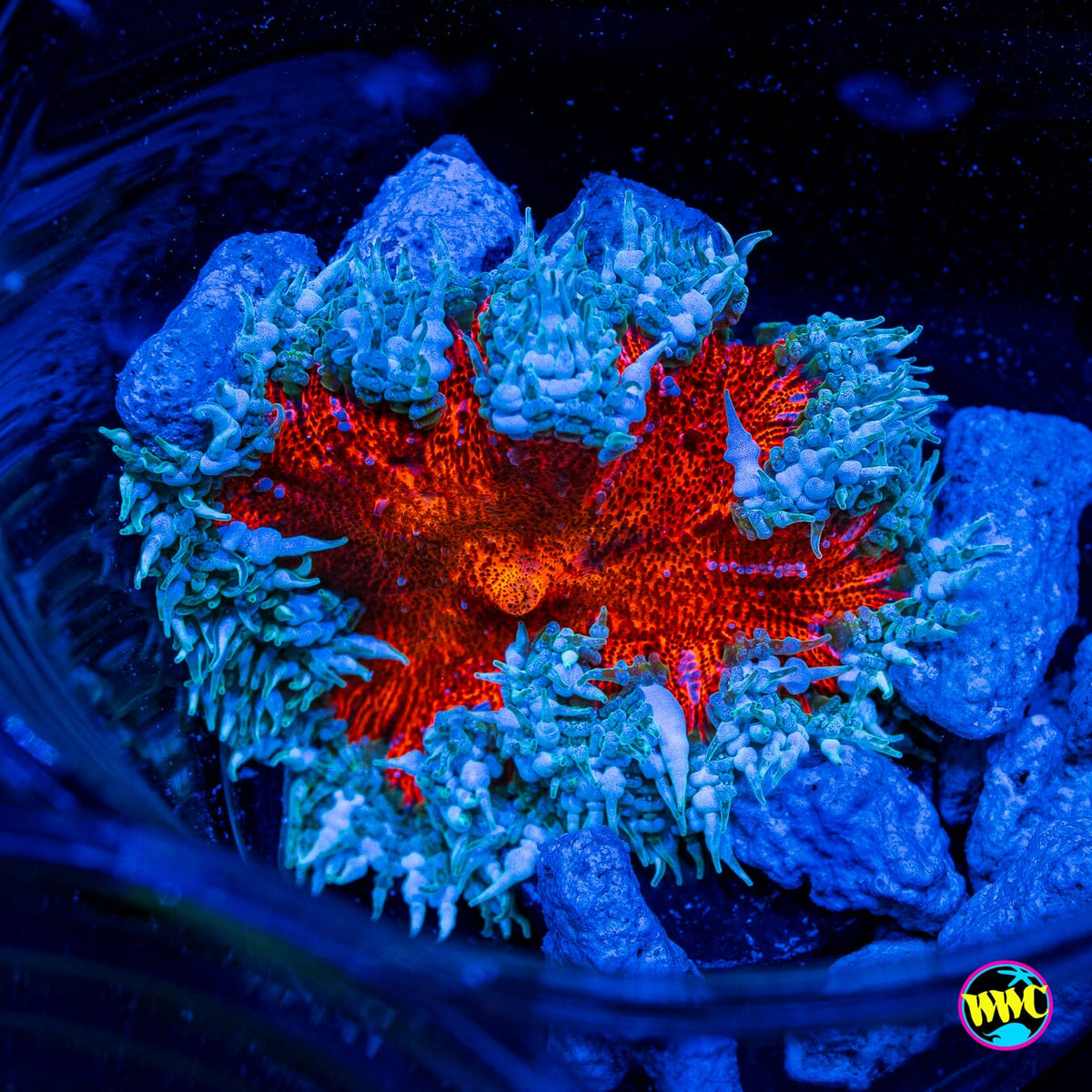 Fire and Ice Flower Anemone
