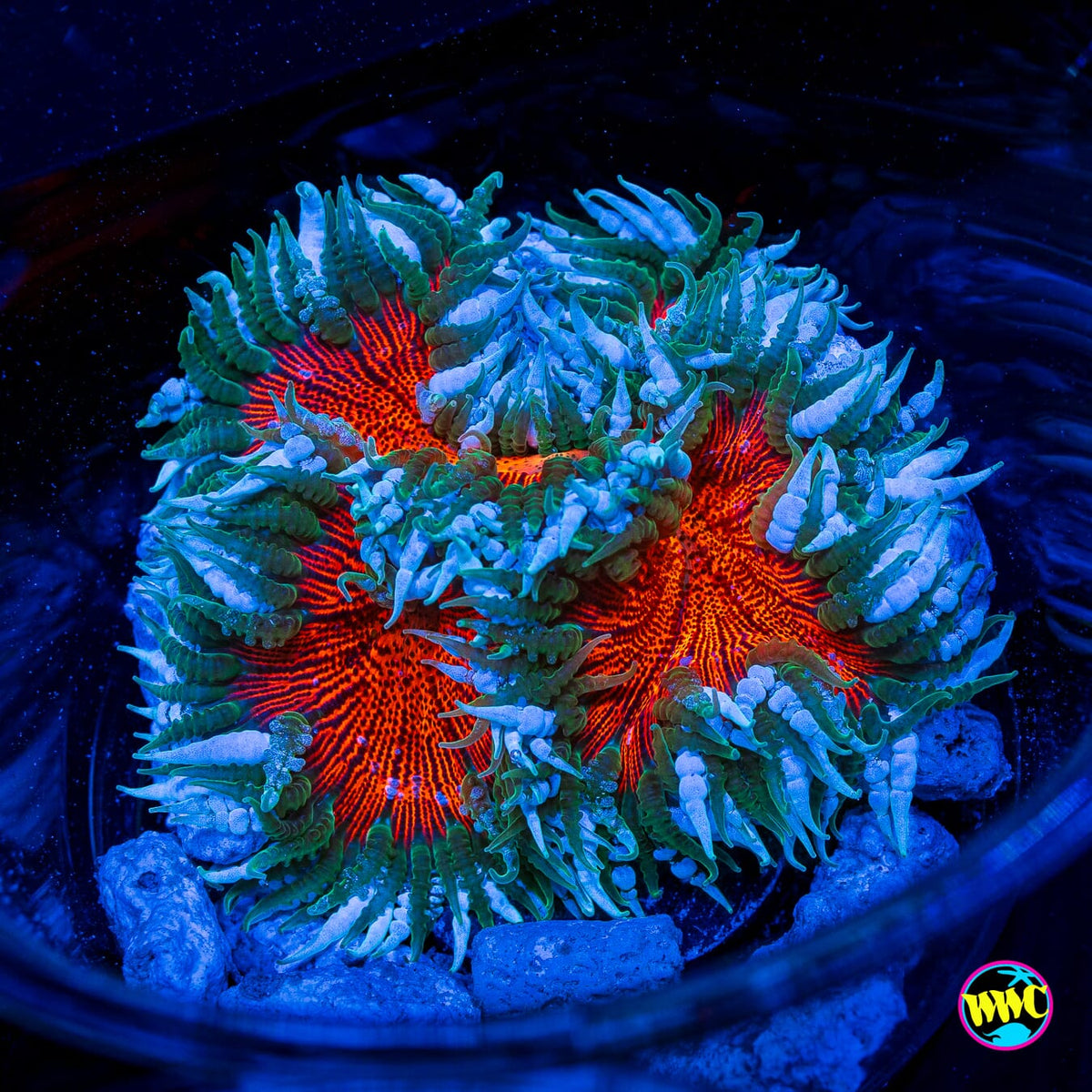 Icy Inferno Flower Anemone
