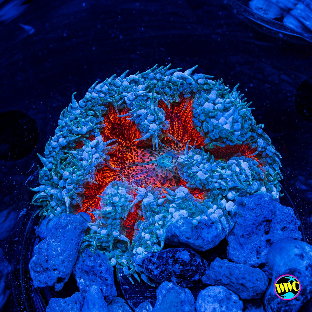 Frozen Rose Flower Anemone