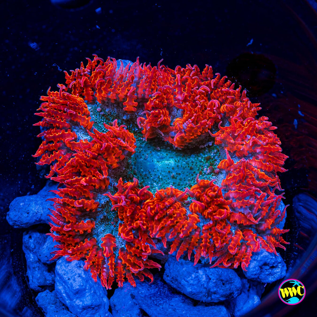 Space Race Flower Anemone