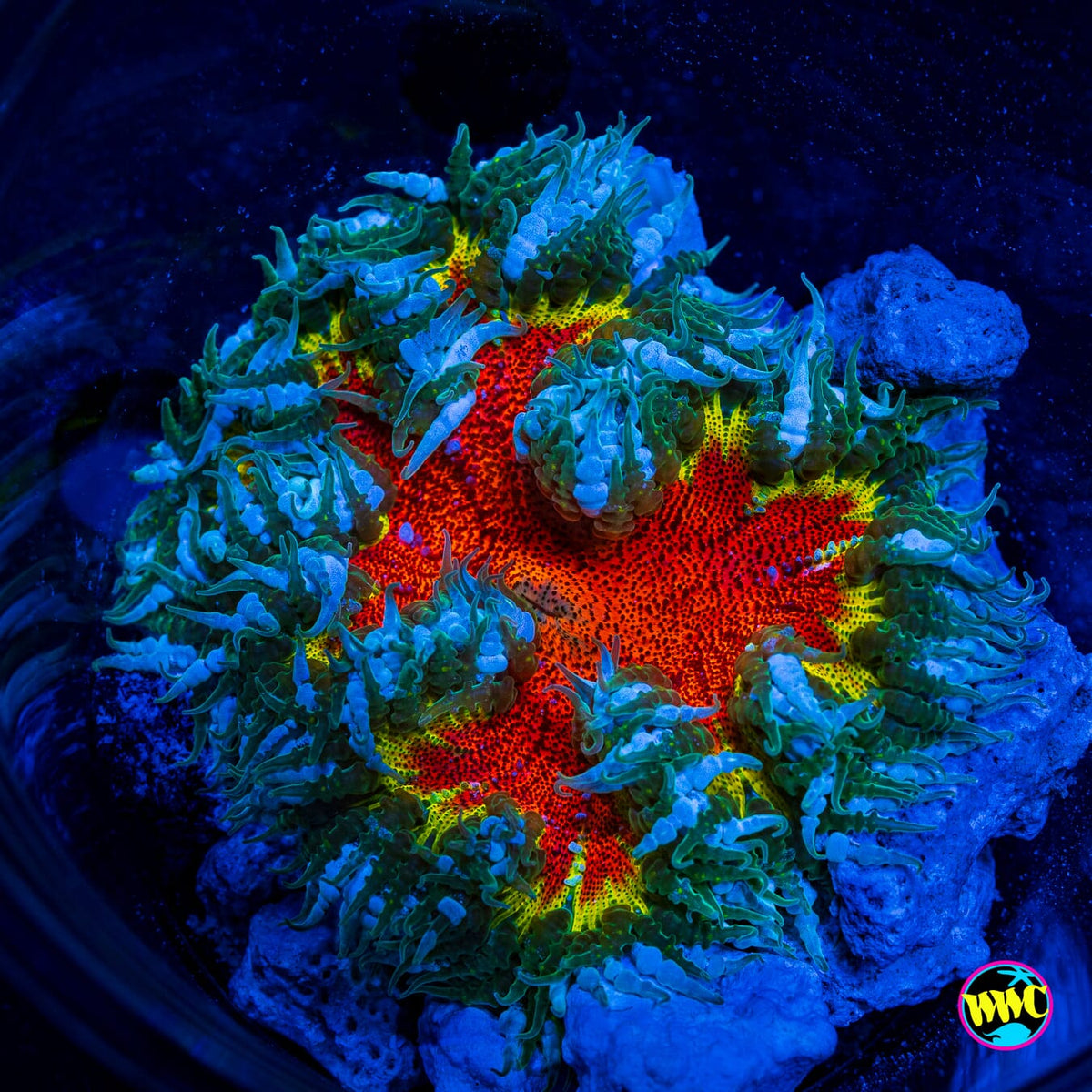 Rasta Explosion Flower Anemone