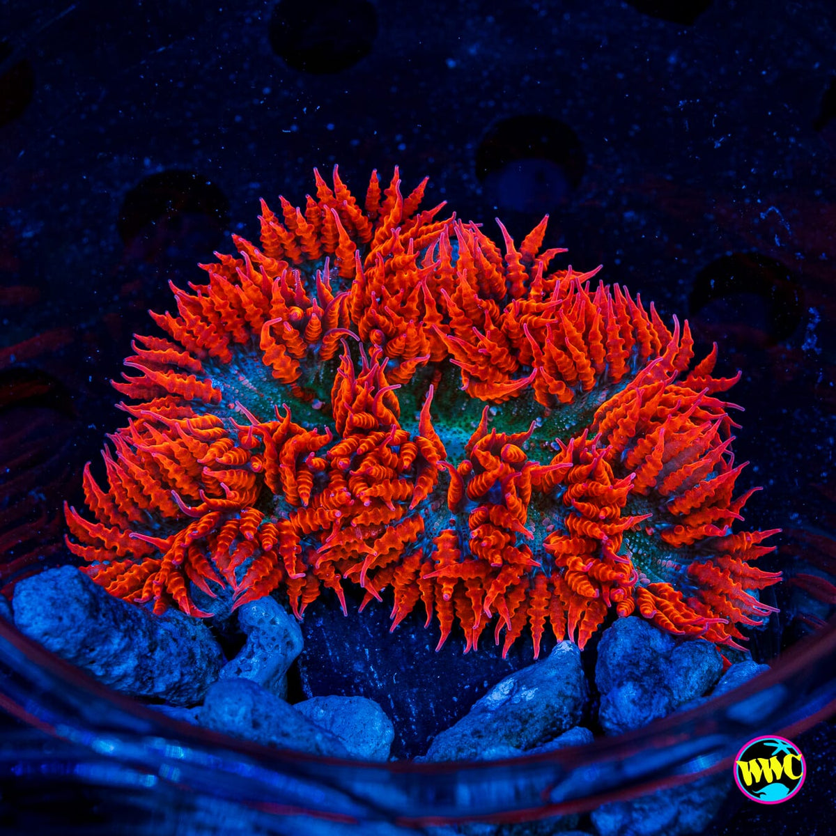 Space Race Flower Anemone