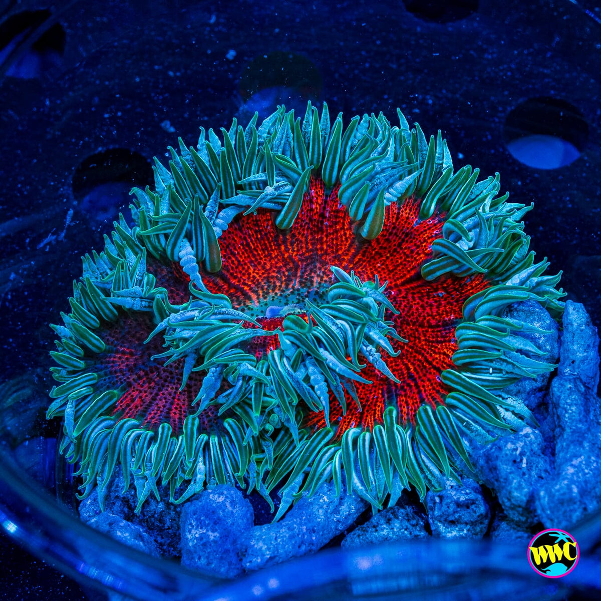 Flaming Pinstripe Flower Anemone
