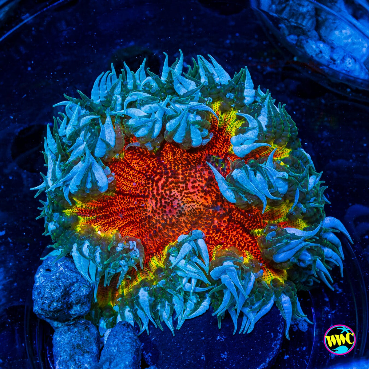 Rasta Rainbow Flower Anemone