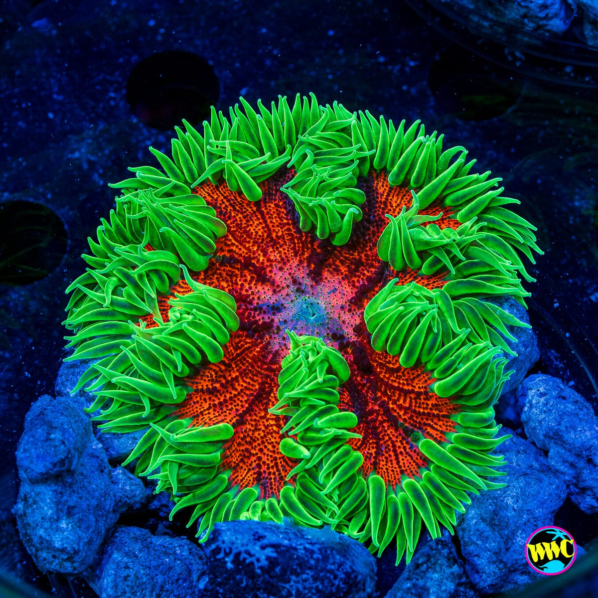Emerald Blaze Flower Anemone