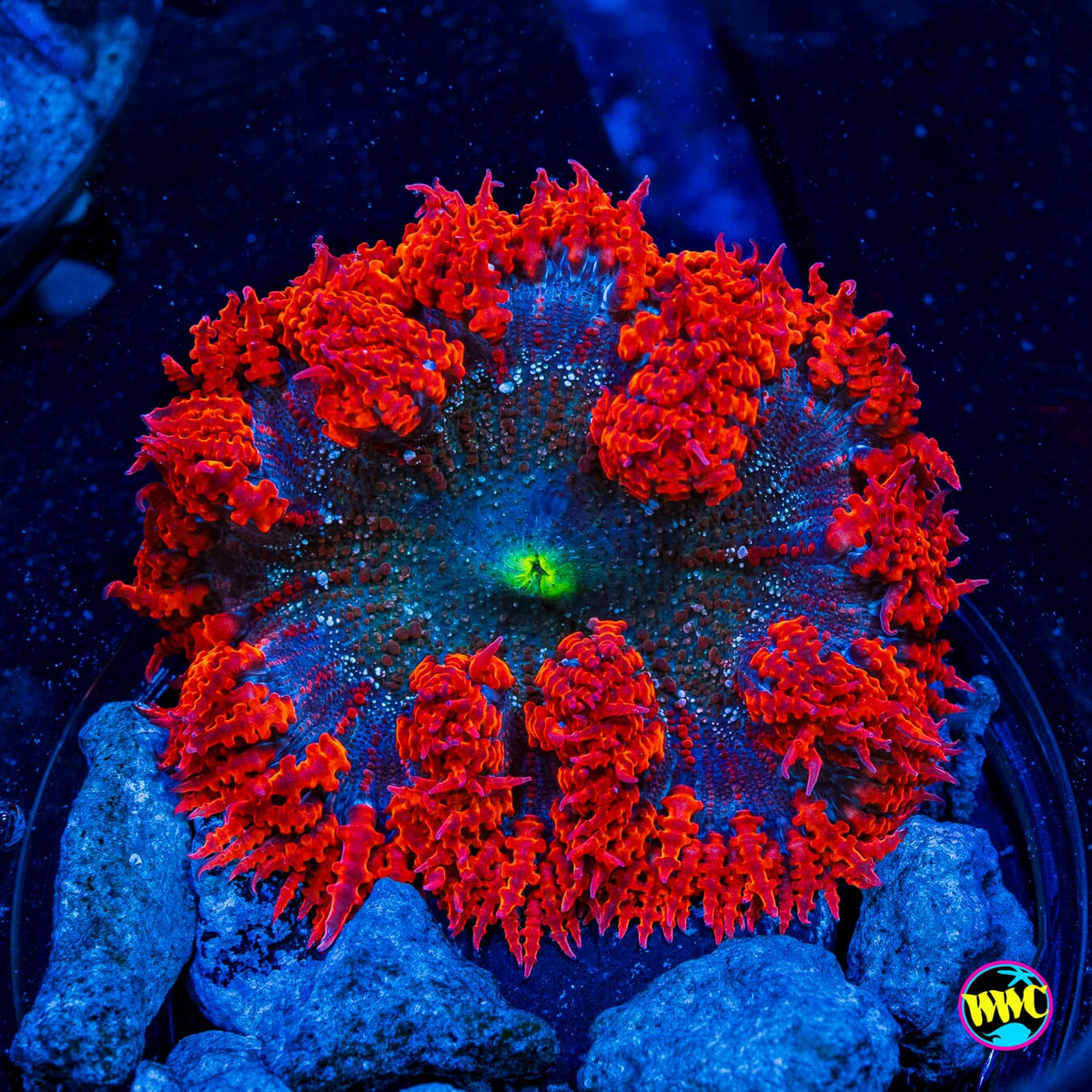 Ring of Fire Flower Anemone