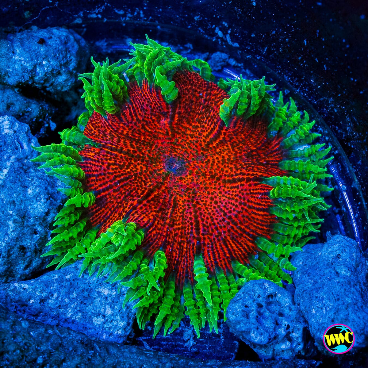 Forest Fire Flower Anemone