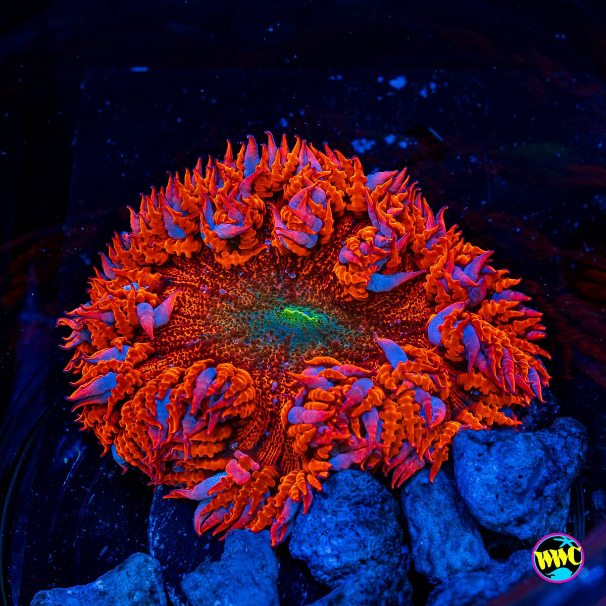 Scarlet Wave Flower Anemone
