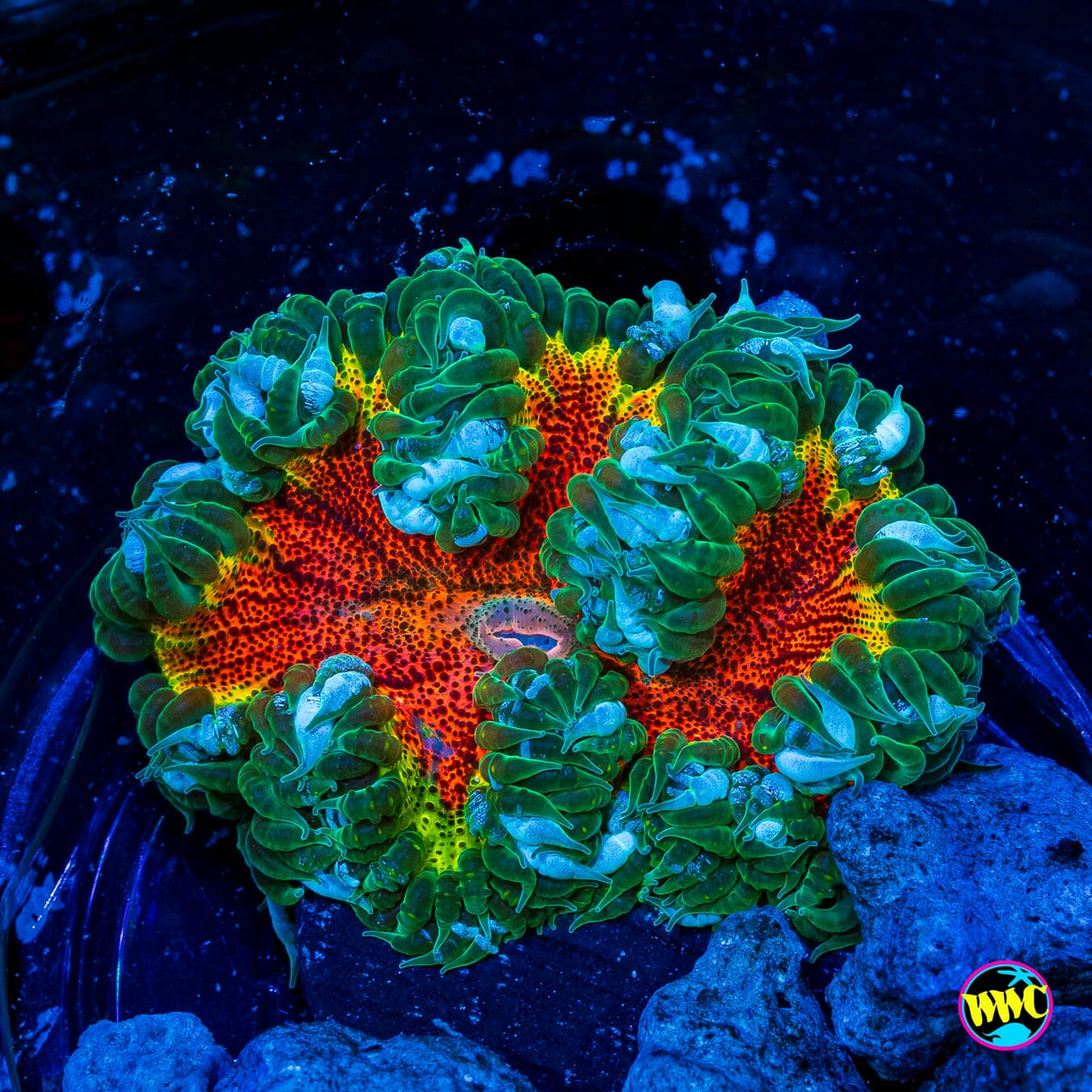 Rasta Inferno Flower Anemone