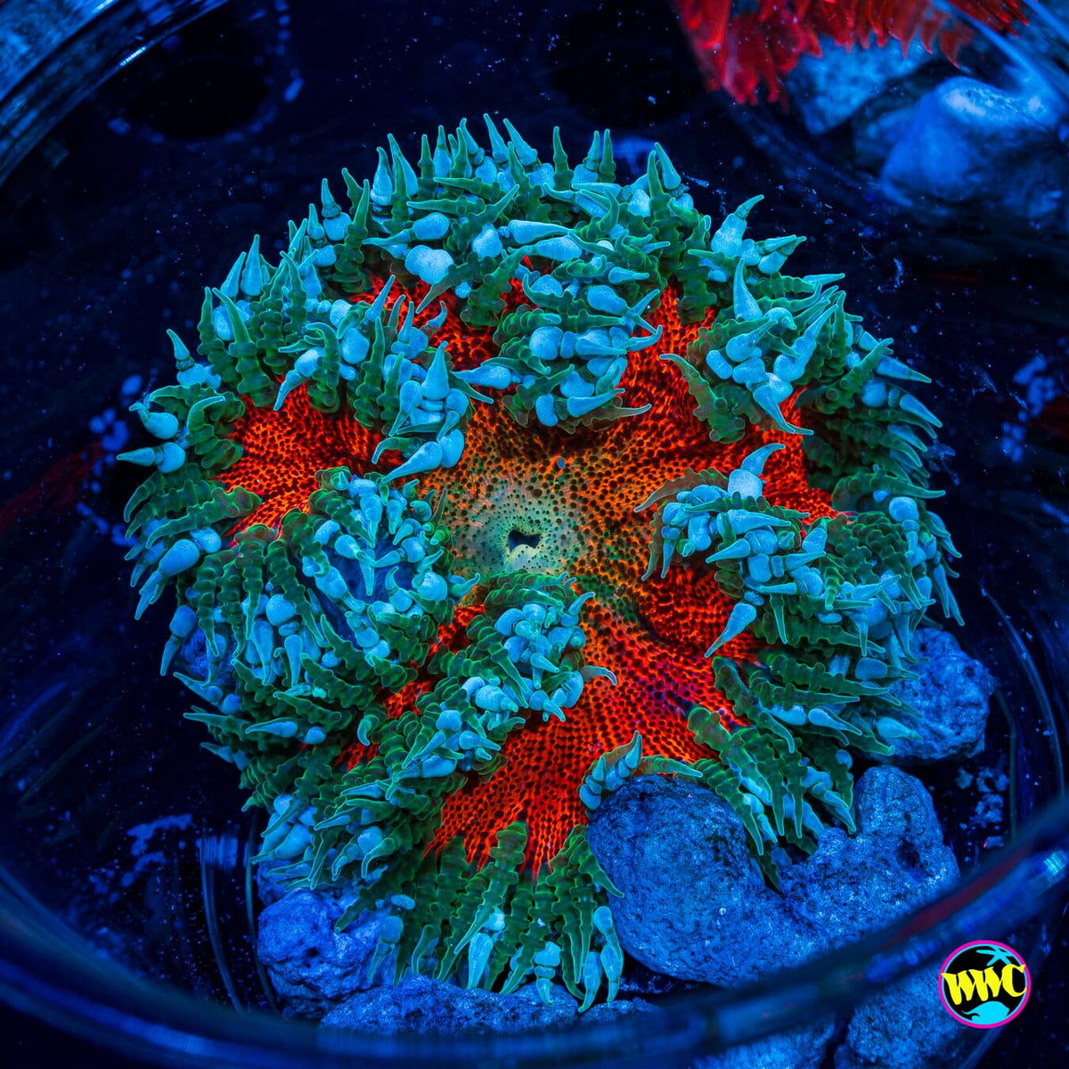 Jungle Berry Flower Anemone
