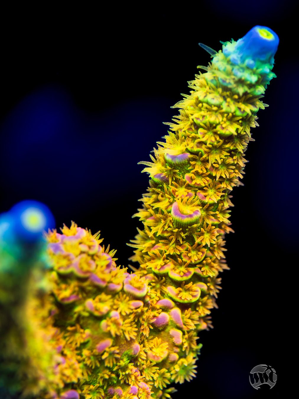 WD Tenuis Acropora
