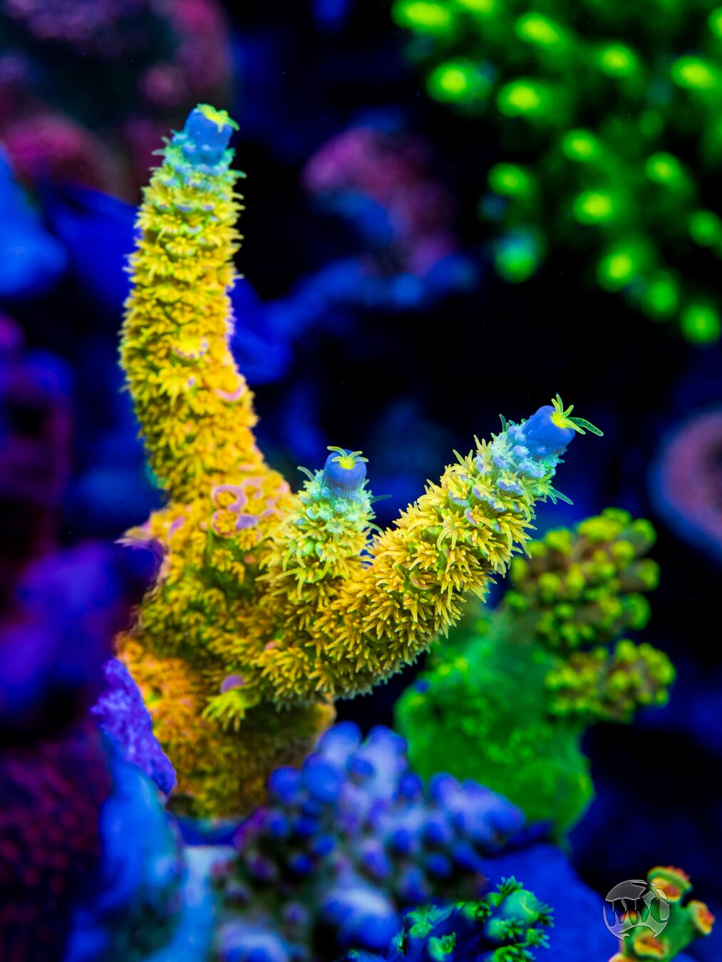 WD Tenuis Acropora