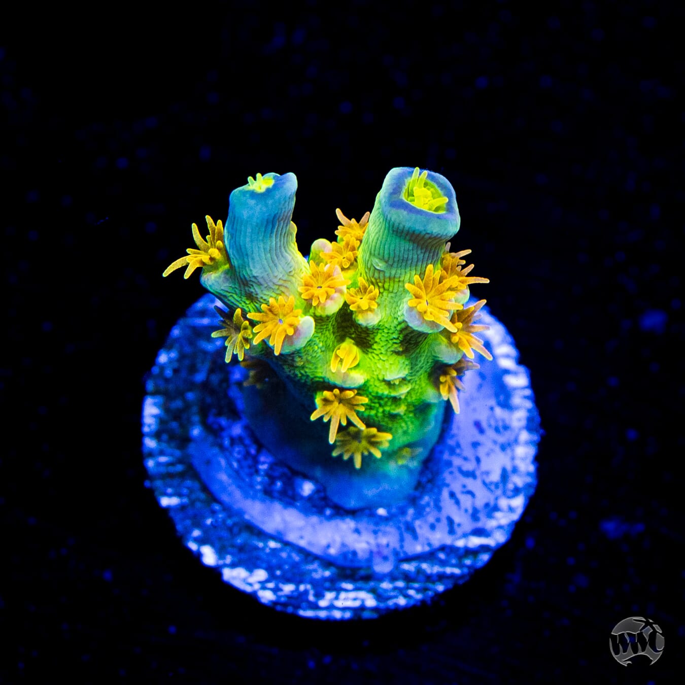 WD Tenuis Acropora