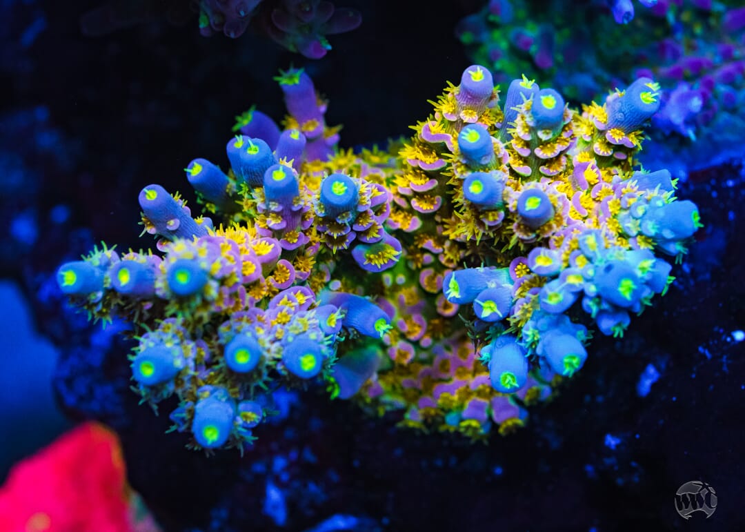 WD Tenuis Acropora - Mother Colony Photo