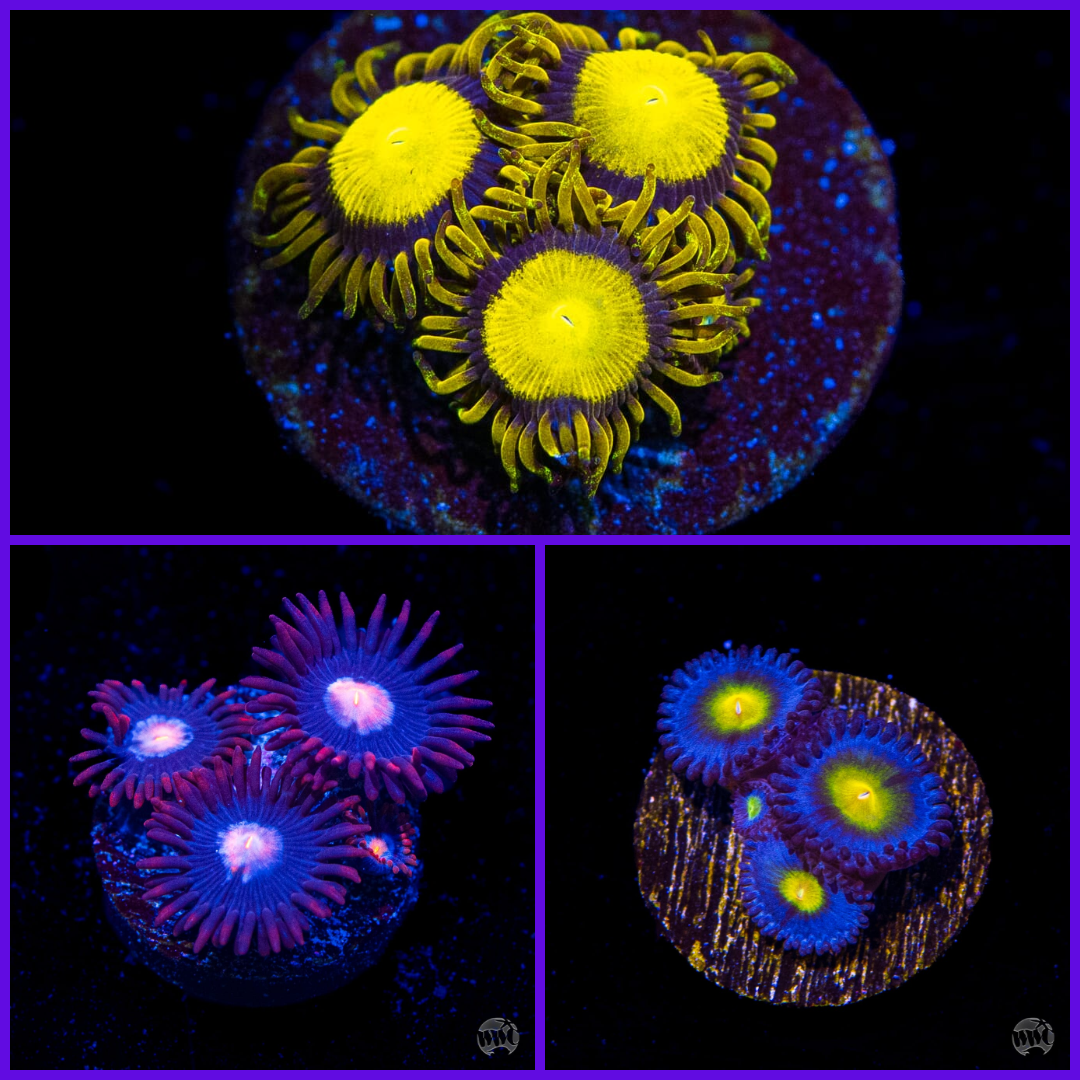 Witch's Brew Zoanthid Frag Pack