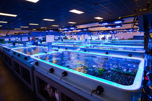 World Wide Corals