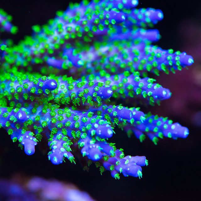 WWC Blueberry Fields Acropora - Mother Colony