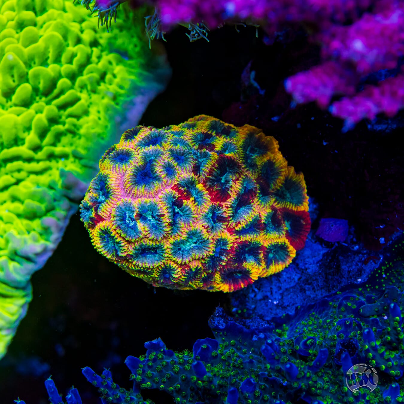 Yellow Submarine Favia - Mother Colony Photo