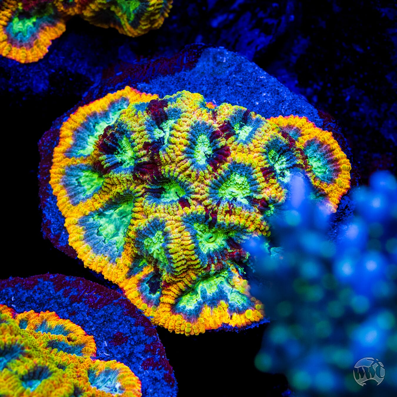 Yellow Submarine Favia Coral