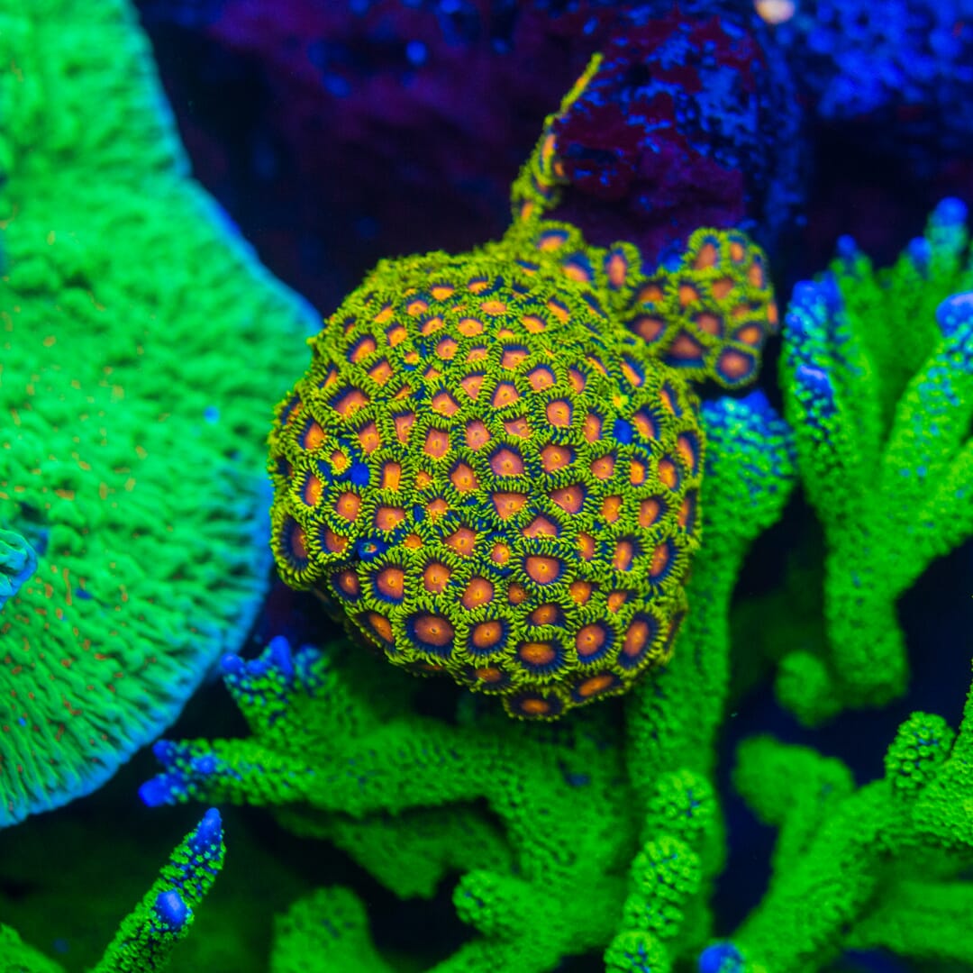 Yellow Brick Road Zoanthids - Mother Colony Photo