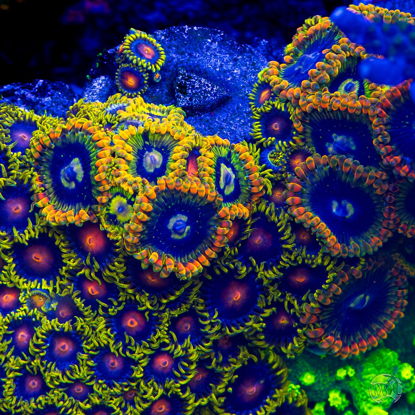 Rainbow Yodaz Zoanthids - Mother Colony