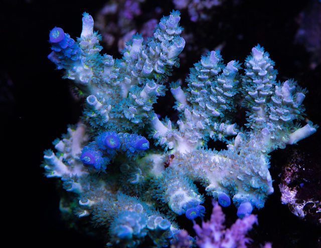 WWC Too Legit Tenuis Acropora - Mother Colony Photo