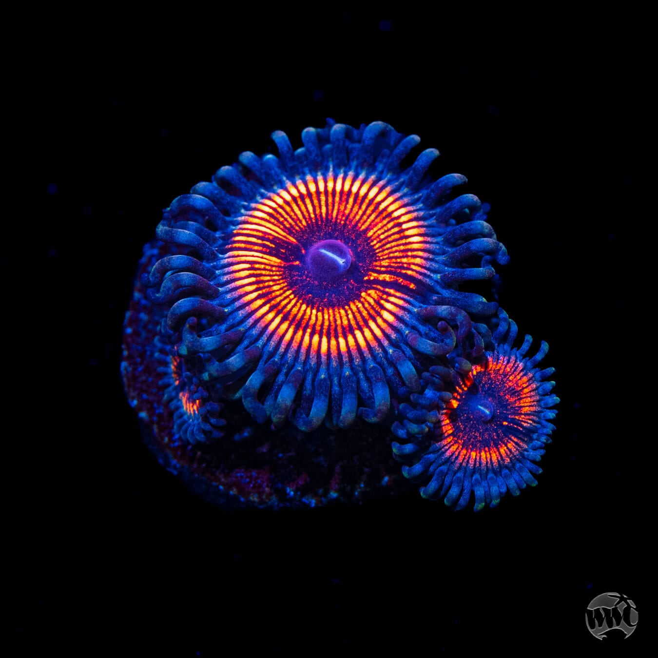 Armor of God Zoanthids