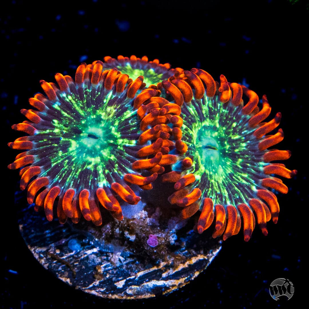 WWC Astral Shift Zoanthids