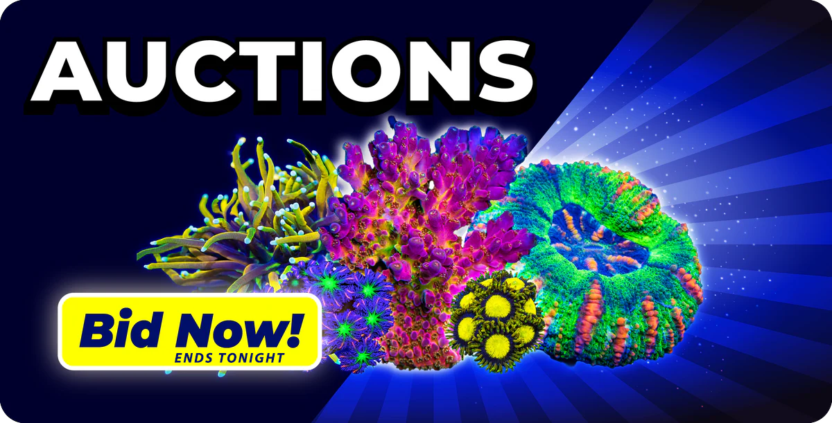 World Wide Corals