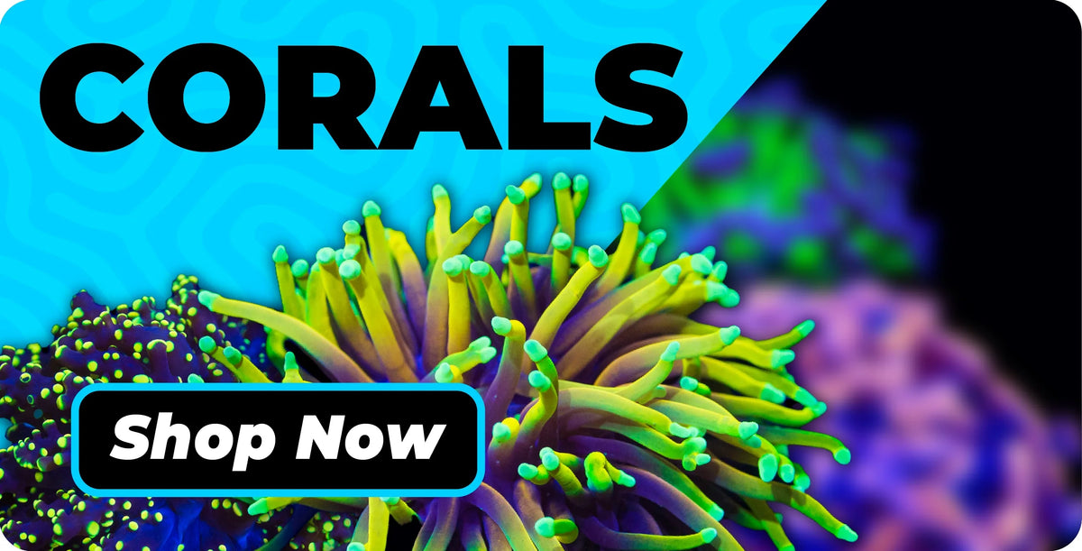 World Wide Corals