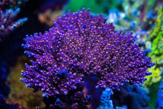 WWC Sour Punch Acropora - Mother Colony Photo