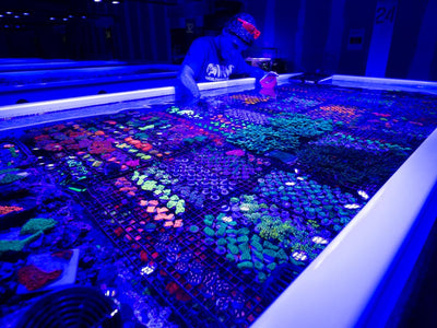 WWC AQUACULTURED CORALS