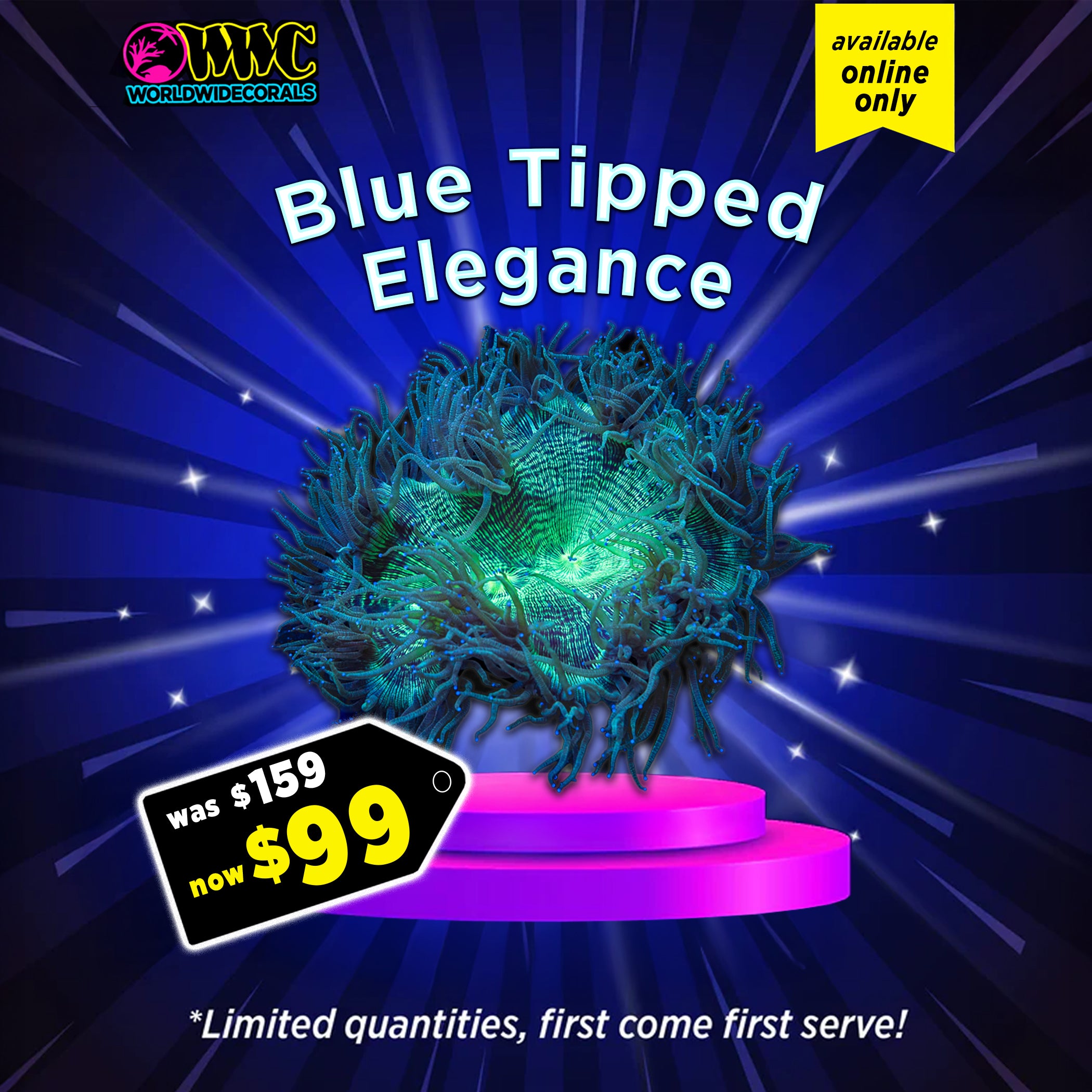 WWC Feature Friday - Blue Tipped Elegance