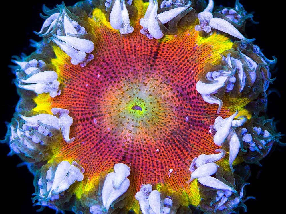 Coral Care Guide - For Saltwater Aquarium
