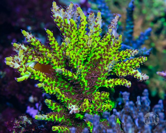 WWC Yellow Fever Acropora - Mother Colony