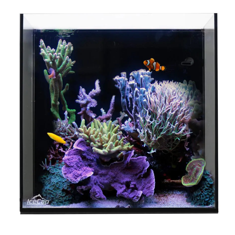 IceCap 38 Gallon Cube AIO Rimless Glass Aquarium