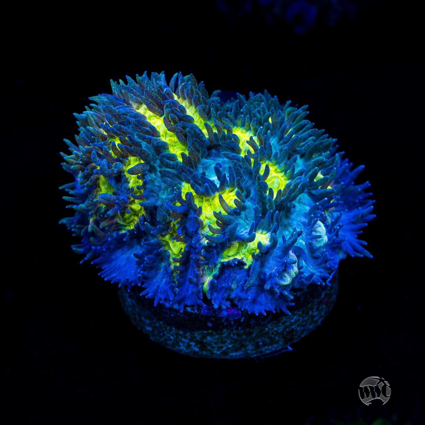 Jason Fox Blueberry Blast Hydnophora Coral